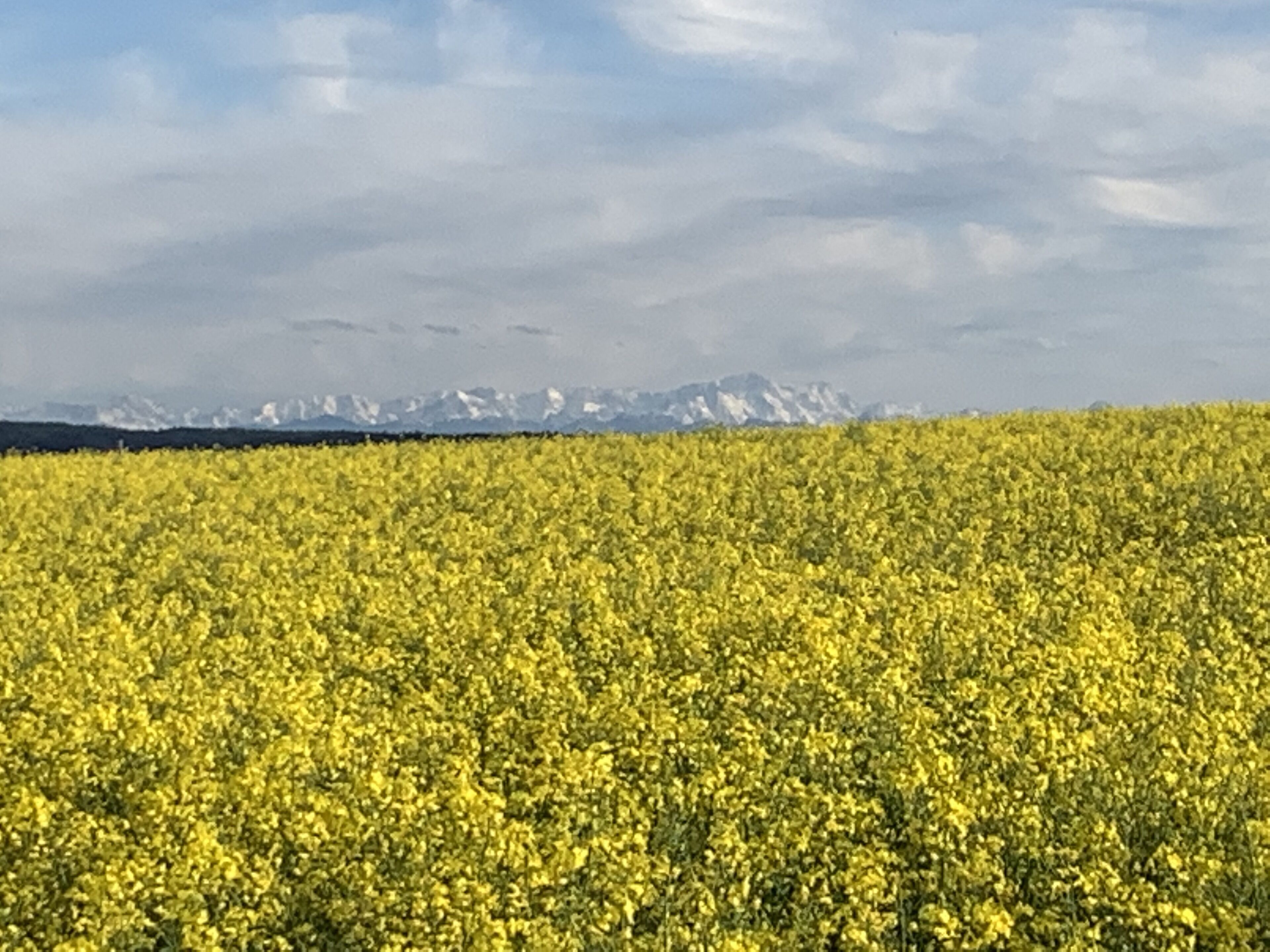Un champ de fleurs jaunes avec une chaîne de montagnes en arrière-plan.