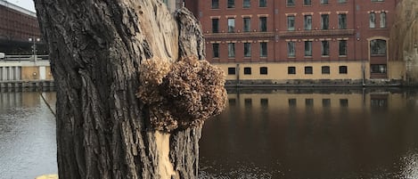 Ein Baumstumpf mit moosbewachsenem Oberteil, ruhiges Gewässer und ein rot backsteins Gebäude mit mehreren Fenstern im Hintergrund.