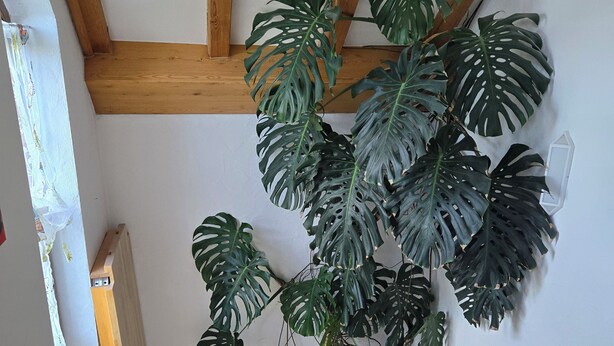 Eine Treppe mit Holzbalken, einer Kübelpflanze mit Monstera und einer weißen Wand.