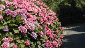 Un bâtiment en pierre avec un toit en tuiles, un parterre fleuri orné d’hortensias roses et une vue sur un paysage côtier.
