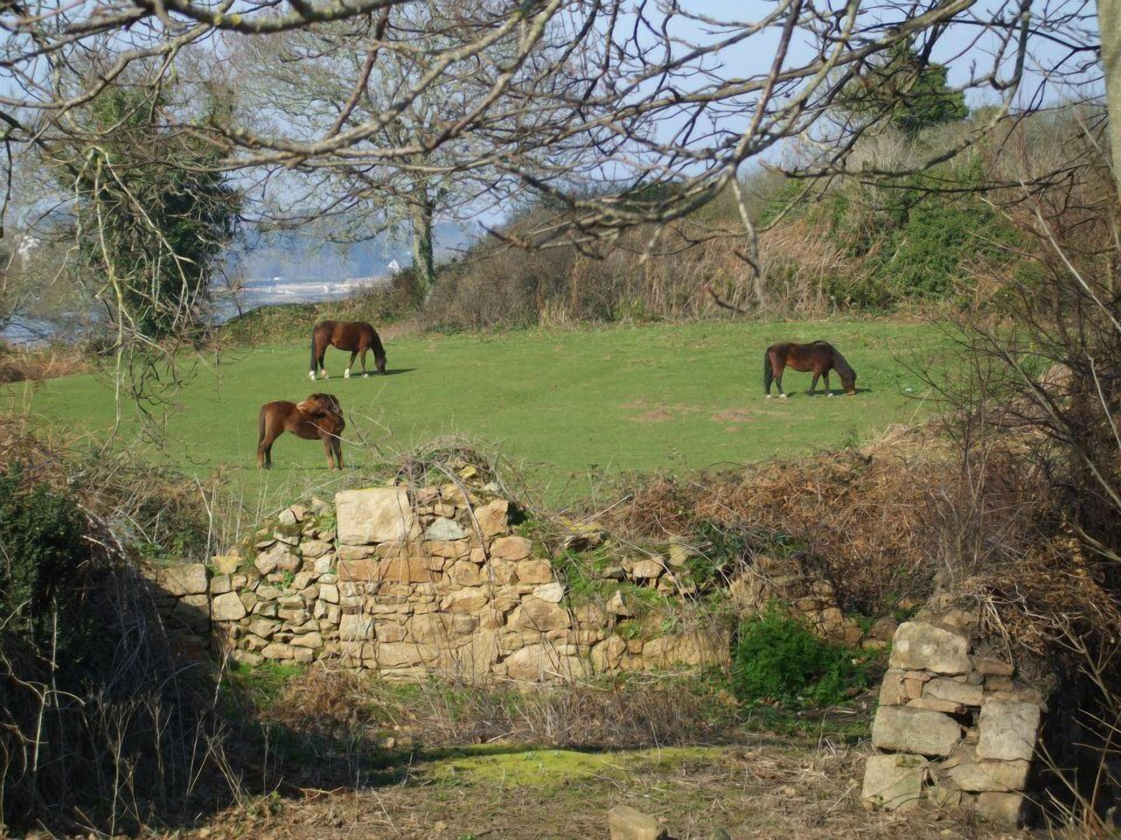 A stone wall and a grassy field with three horses grazing.