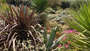 A garden with various plants and flowers, including purple flowers and green foliage. - F1 1ST LINE EXCEPTIONAL SEA VIEW (Palavas-Les-Flots)