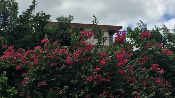 A building surrounded by dense foliage and vibrant pink flowers. - APARTMENT F3 bottom of villa to rent for holidays (ANSES D'ARLET)