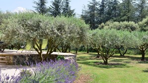 Ein Garten mit Olivenbäumen, einer Steinsäule und einer Sitzgelegenheit mit Stühlen.