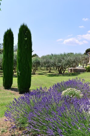 A garden with neatly trimmed hedges, a lavender field, and olive trees in the background. - Cottage facing the luberon with swimming pool (Apt)