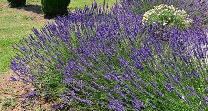 Cottage facing the luberon with swimming pool