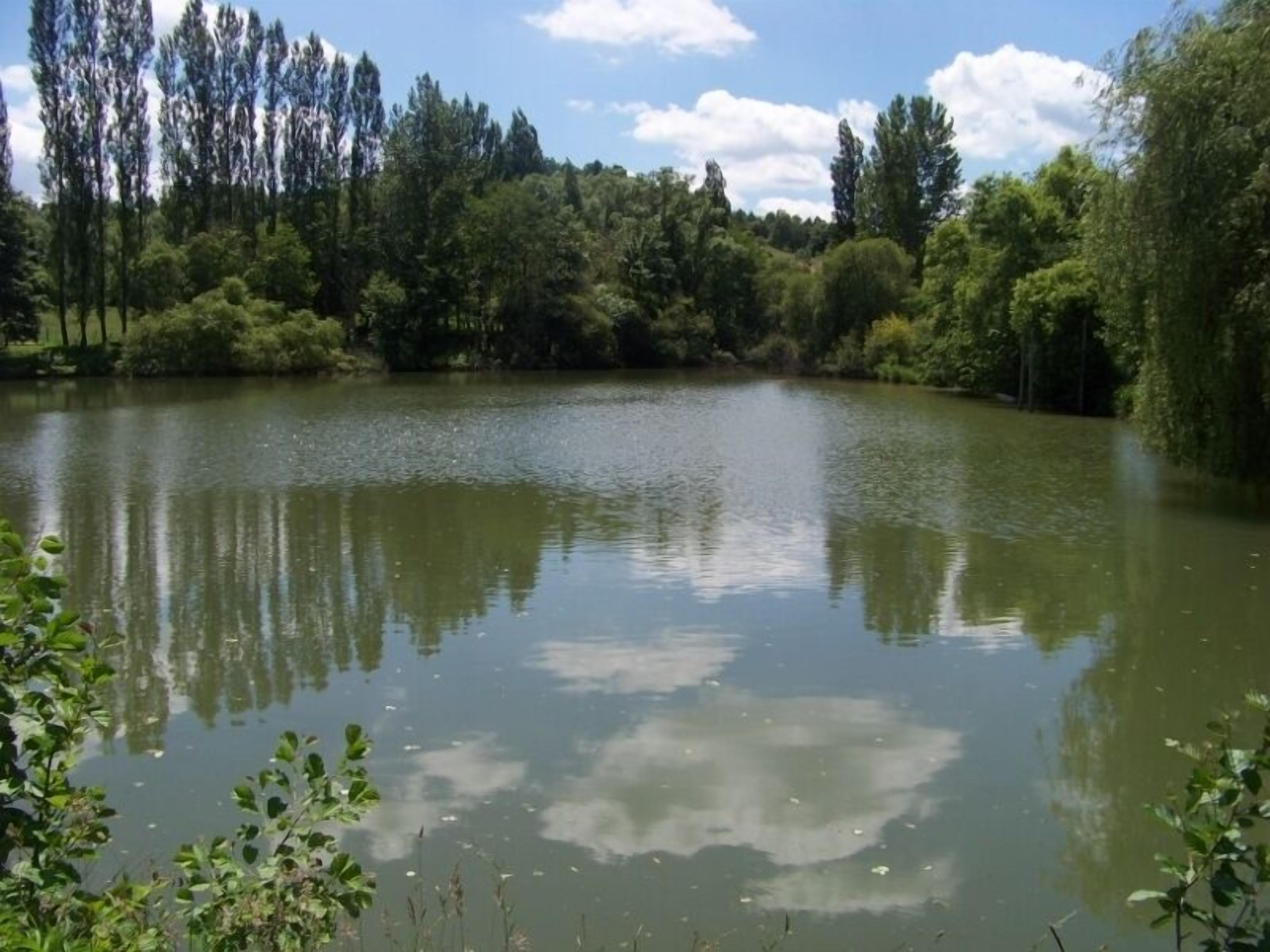 A calm lake surrounded by dense trees and greenery.