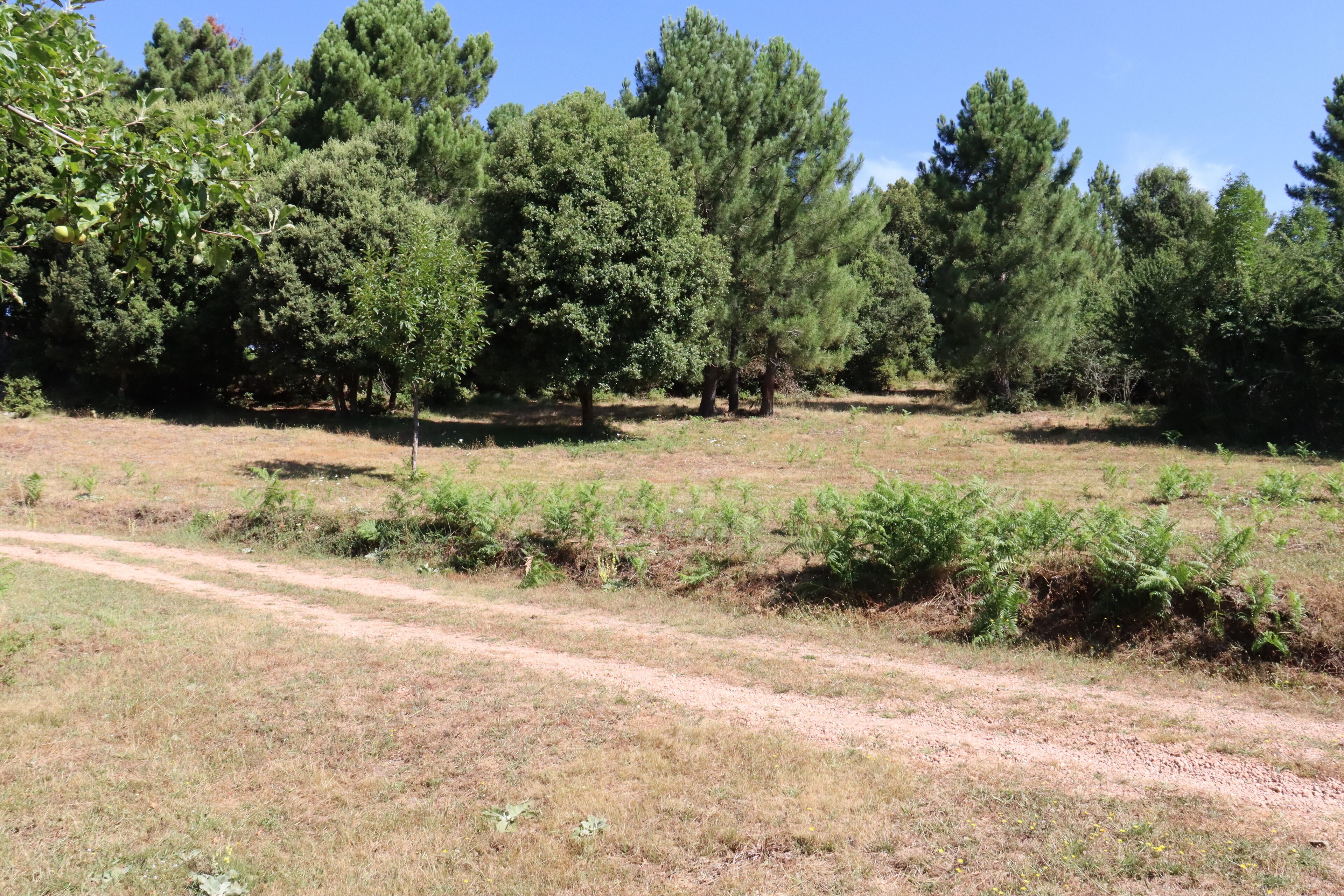 A dirt path leading through a grassy field with trees in the background.