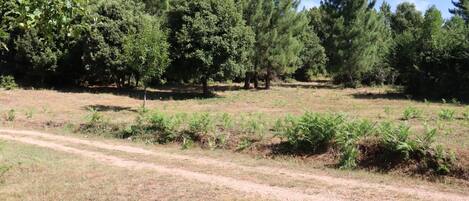A dirt path leading through a grassy field with trees in the background.