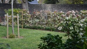 A garden with a variety of flowering plants and a wooden bench. - Bungalow, enclosed garden, direct beach access (La Turballe)