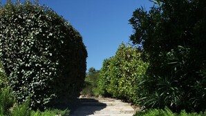 Un sendero de piedra bordeado de exuberante vegetación y un cielo azul despejado.