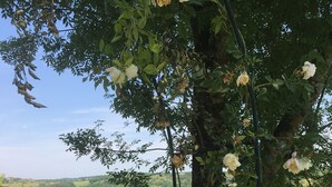 Ein Garten mit weißen Rosen, einer Steinmauer und Blick auf die Landschaft.