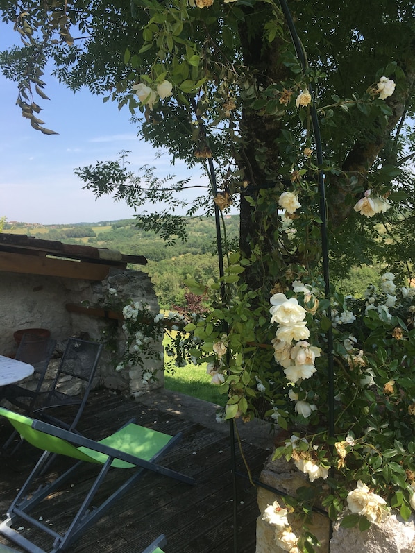 A garden with white roses, a stone wall, and a view of the countryside.