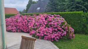 Ein Garten mit rosa Blumen und einer hölzernen Bank.