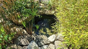 A small pond surrounded by rocks and various plants. - Charming villa in the heart of the hills—Discount for stays of 2 weeks or more; contact us (Donazac)