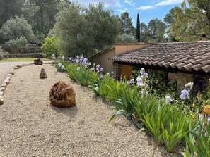 Property grounds - Domaine in Provence, vinyard (Lorgues)