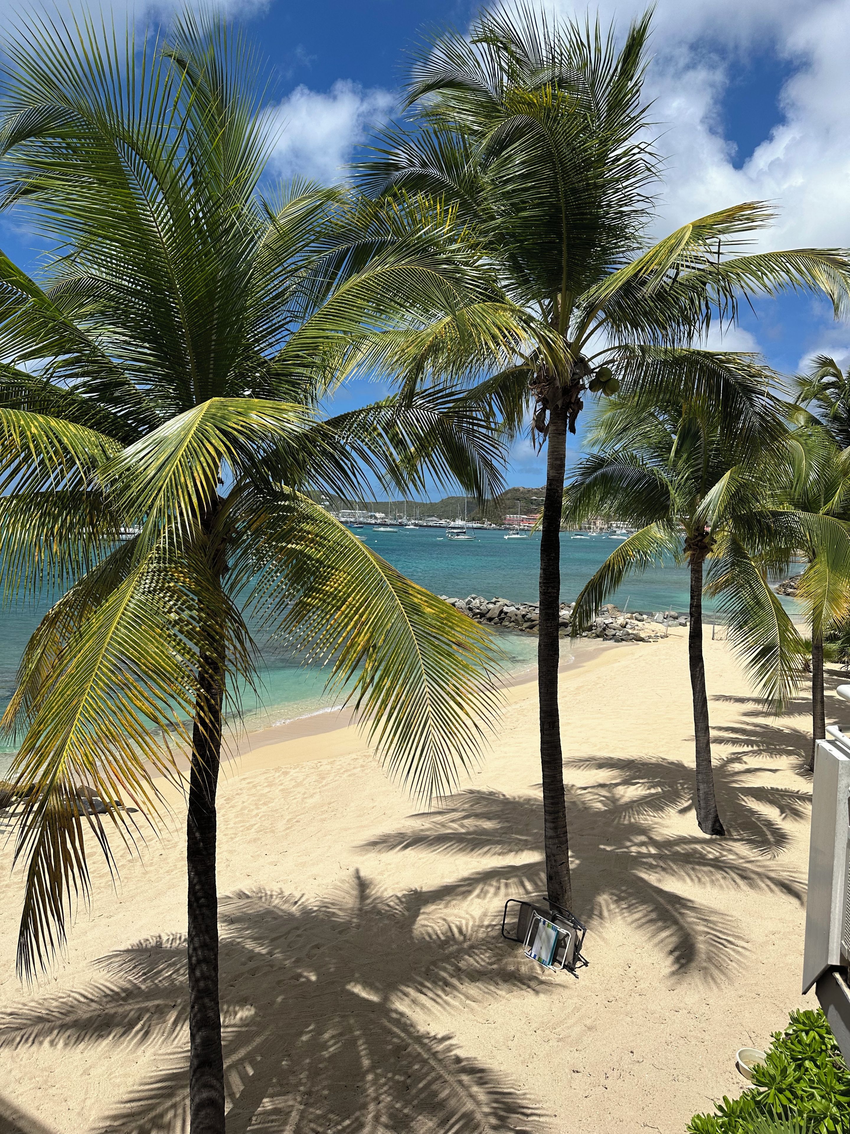 A beach with palm trees and a clear view of the ocean.