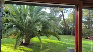 Ein großer Palmenbaum in einem gepflegten Garten, im Hintergrund eine Holzkonstruktion.