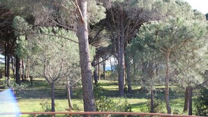 Un'area boscosa con una recinzione di legno in primo piano.
