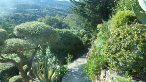 Un sendero de piedra serpentea por un jardín exuberante con diversas plantas y árboles.