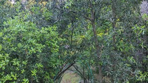 A wooden staircase surrounded by dense greenery and an archway. - ROYAN Charming house in the pines 400 m from the beach, Parc district  (Saint-Georges-de-Didonne)