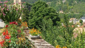Ein gepflasterter Weg, gesäumt von Blumenbeeten, mit einem Kirchturm im Hintergrund.