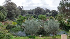 A garden with various plants and trees, a wooden deck, and a stone wall.