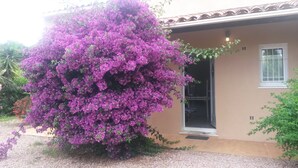 A house with a large purple flowering tree in front.