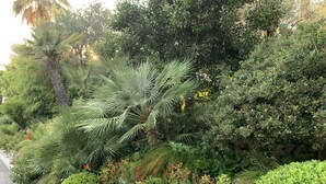 Un jardín ajardinado con diversas plantas y arbustos, un sendero de piedra y una palmera.