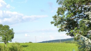 A view of a vineyard with a stone wall and a metal gate.