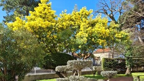 Um jardim bem cuidado com uma árvore bonsai, diversos arbustos e um céu azul límpido.