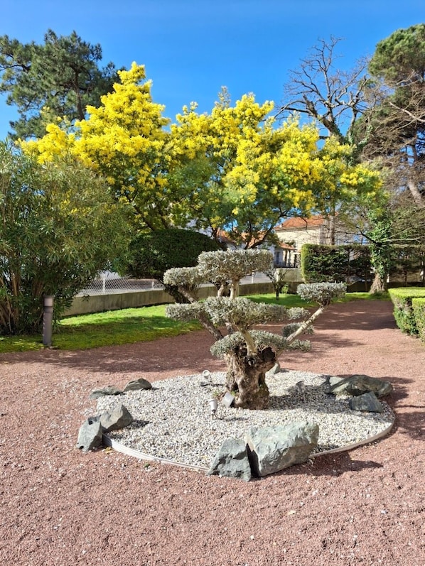 A well-maintained garden with a bonsai tree, a variety of shrubs, and a clear blue sky.