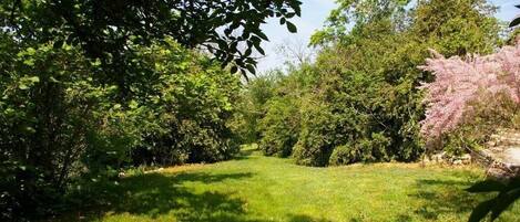 A lush garden with a variety of trees and shrubs, a well-maintained lawn, and a stone pathway.