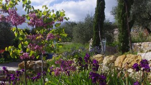 A garden with various flowers and tall trees.