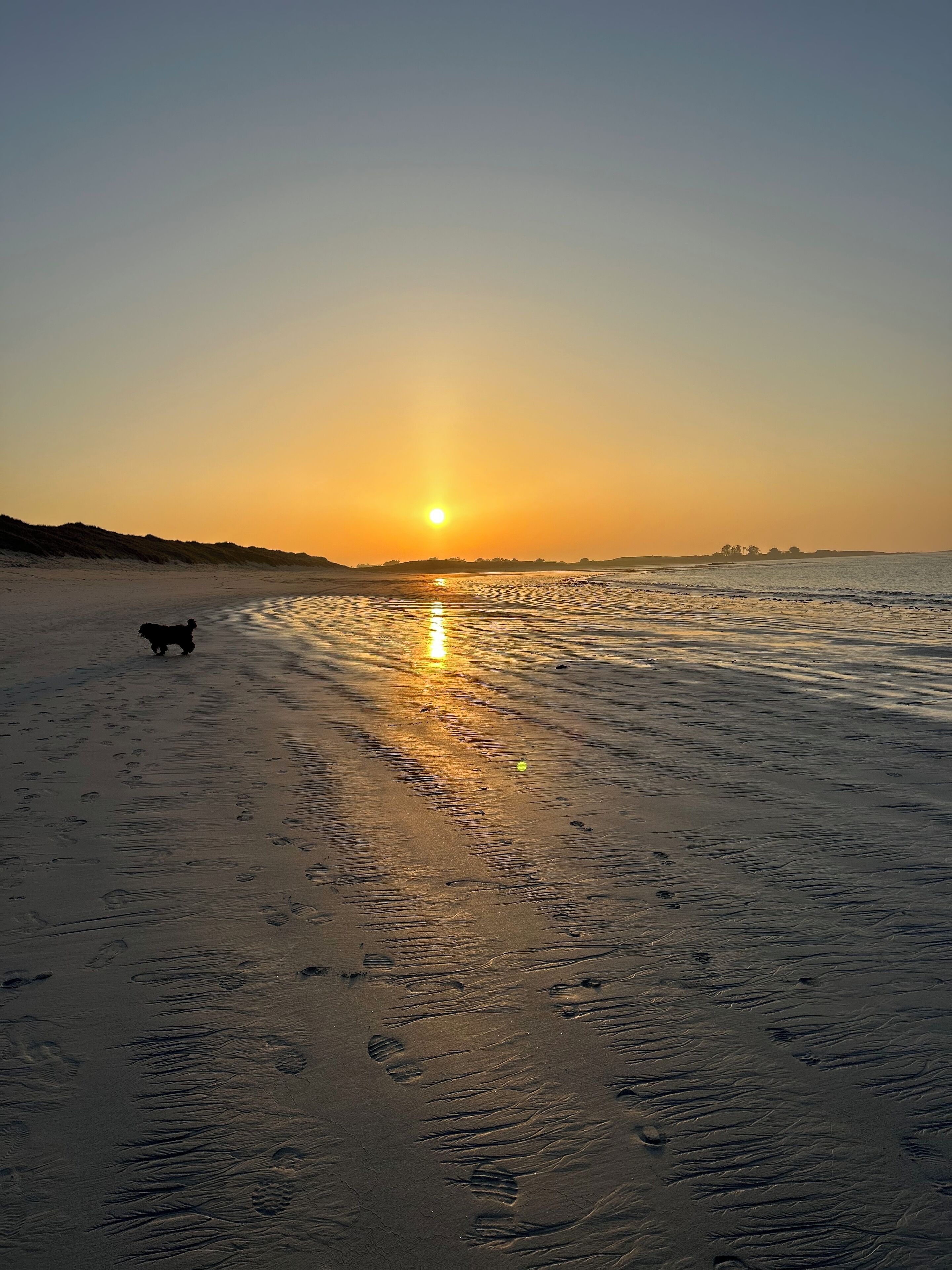 En strand med fotspår och en hund, och solen som går ner i bakgrunden.