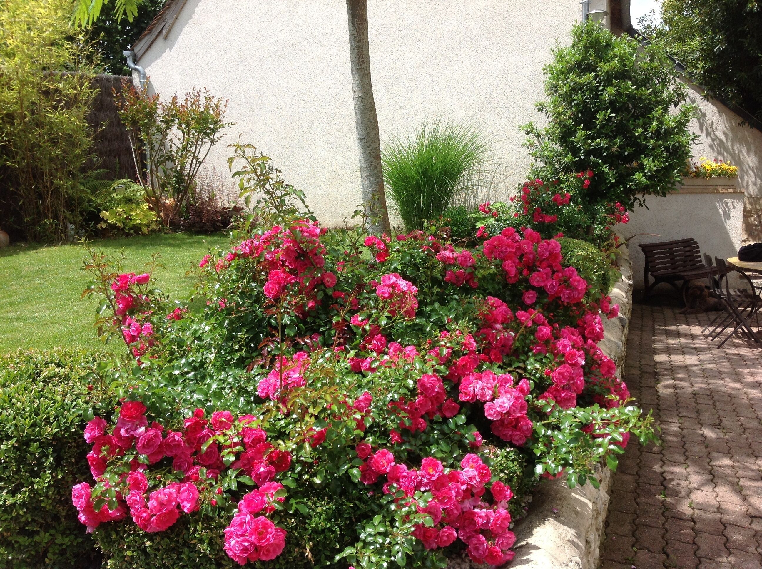 A garden with vibrant pink roses, a paved patio, and a white building in the background.