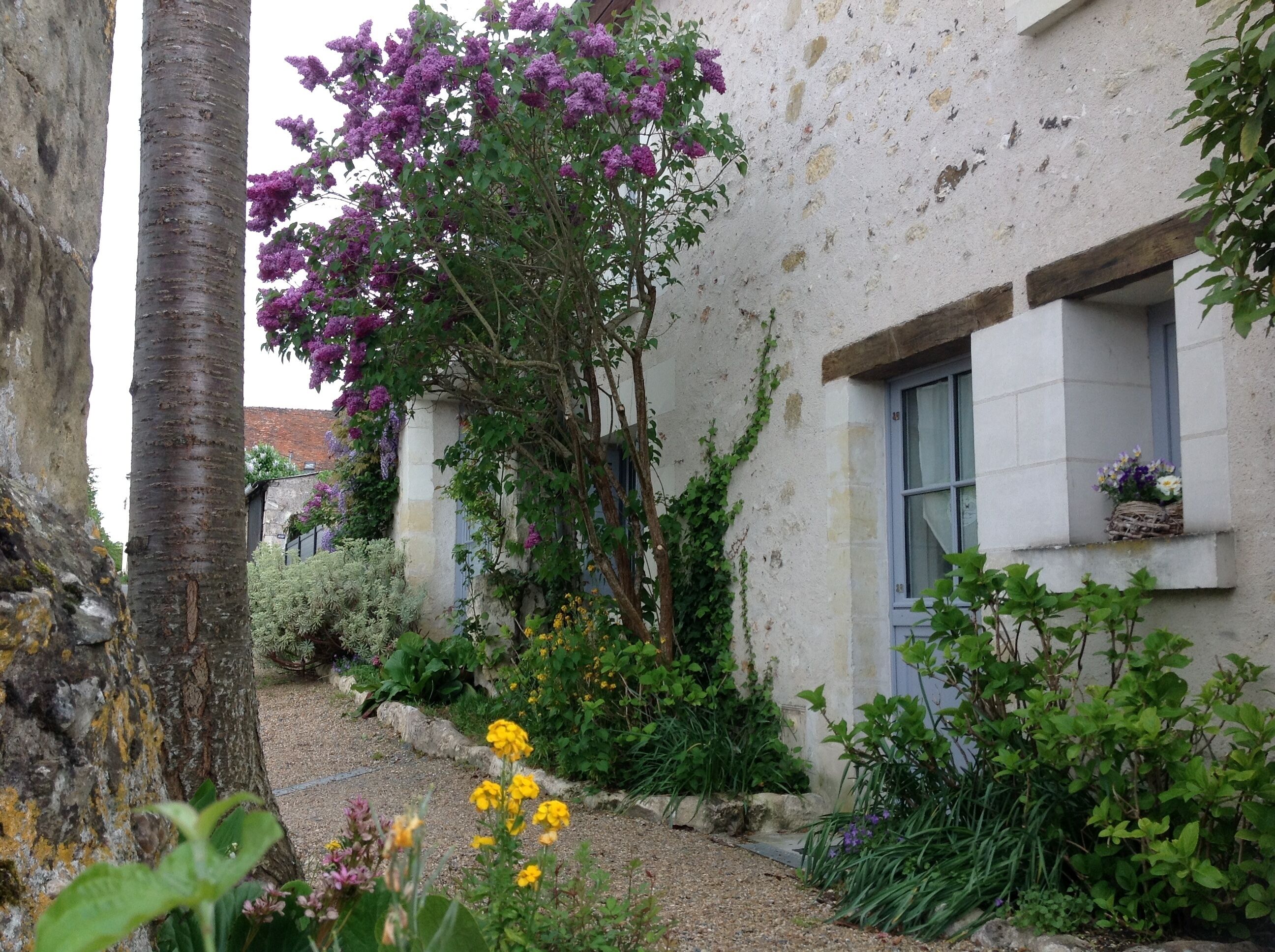 A courtyard with a tree, various plants, and a building with a window and a hanging basket.
