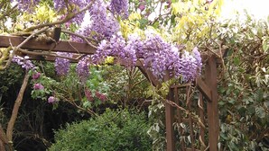 Een tuin met een houten pergola, overdekt met paarse bloemen, omgeven door weelderige begroeiing en een klein vijvertje.