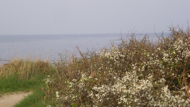 Een kustlandschap met een pad dat naar de zee leidt, omgeven door dichte struikgewas en witte bloemen.