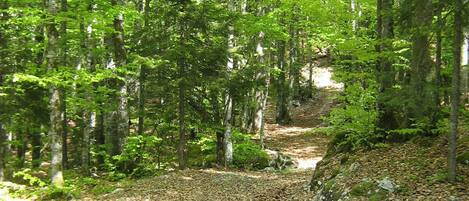 A forested area with a dirt path.