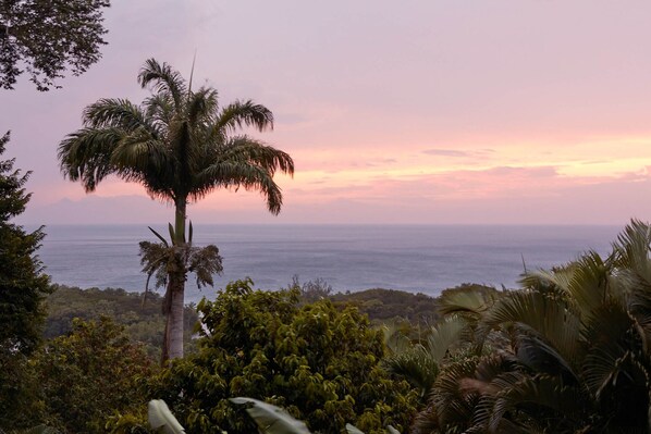 A palm tree with a view of the ocean at sunset. - Villa Mahagony (Deshaies)