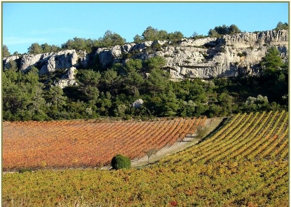 Un vignoble avec des rangées de vignes, une falaise rocheuse en arrière-plan et un ciel dégagé.