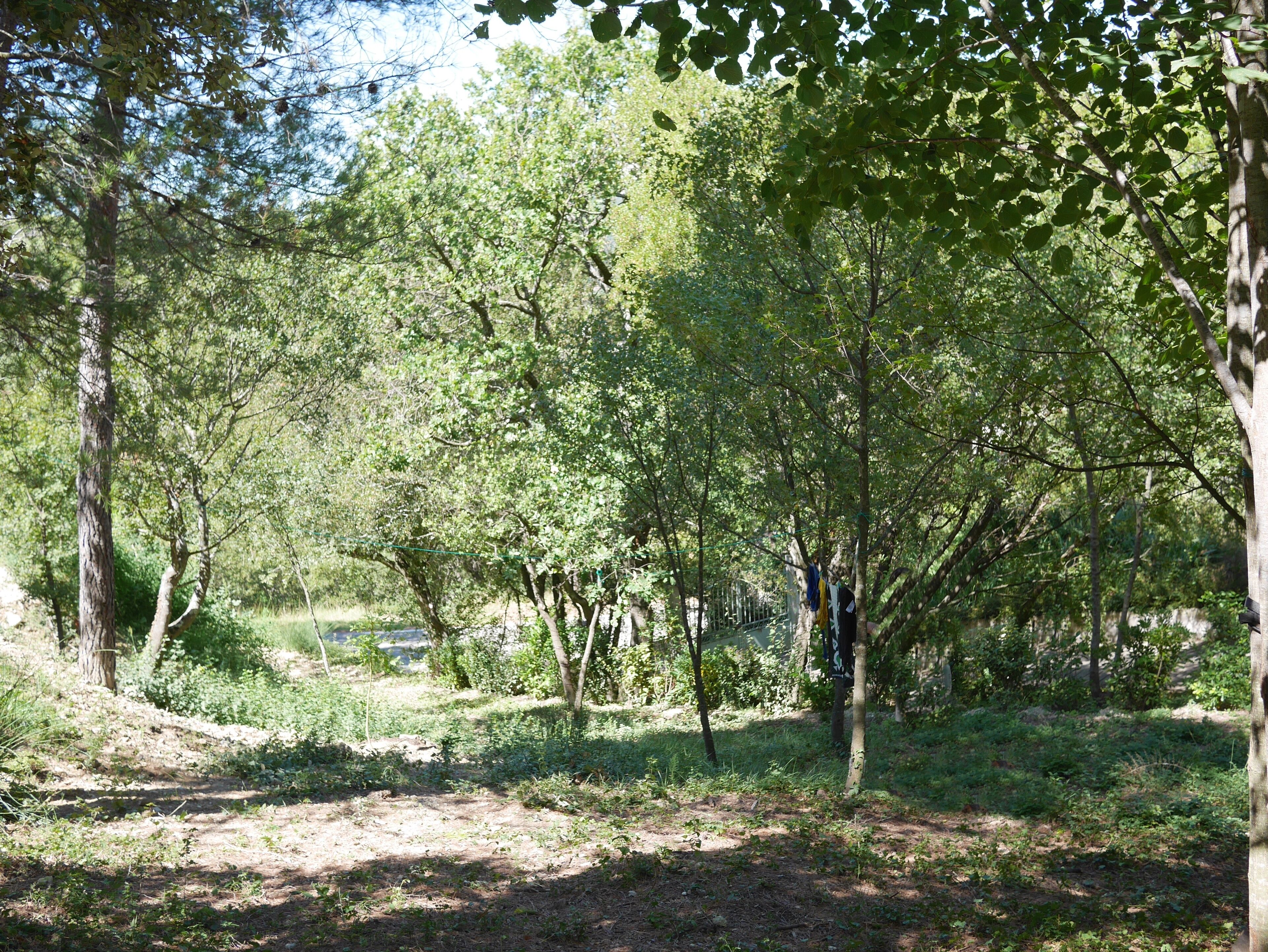 A forested area with a dirt path and trees.