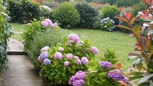 A wooden pathway leading through a garden with hydrangea bushes and a well-maintained lawn.