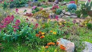 A garden with various plants and cacti, including a prominent yucca tree and a large rock formation.