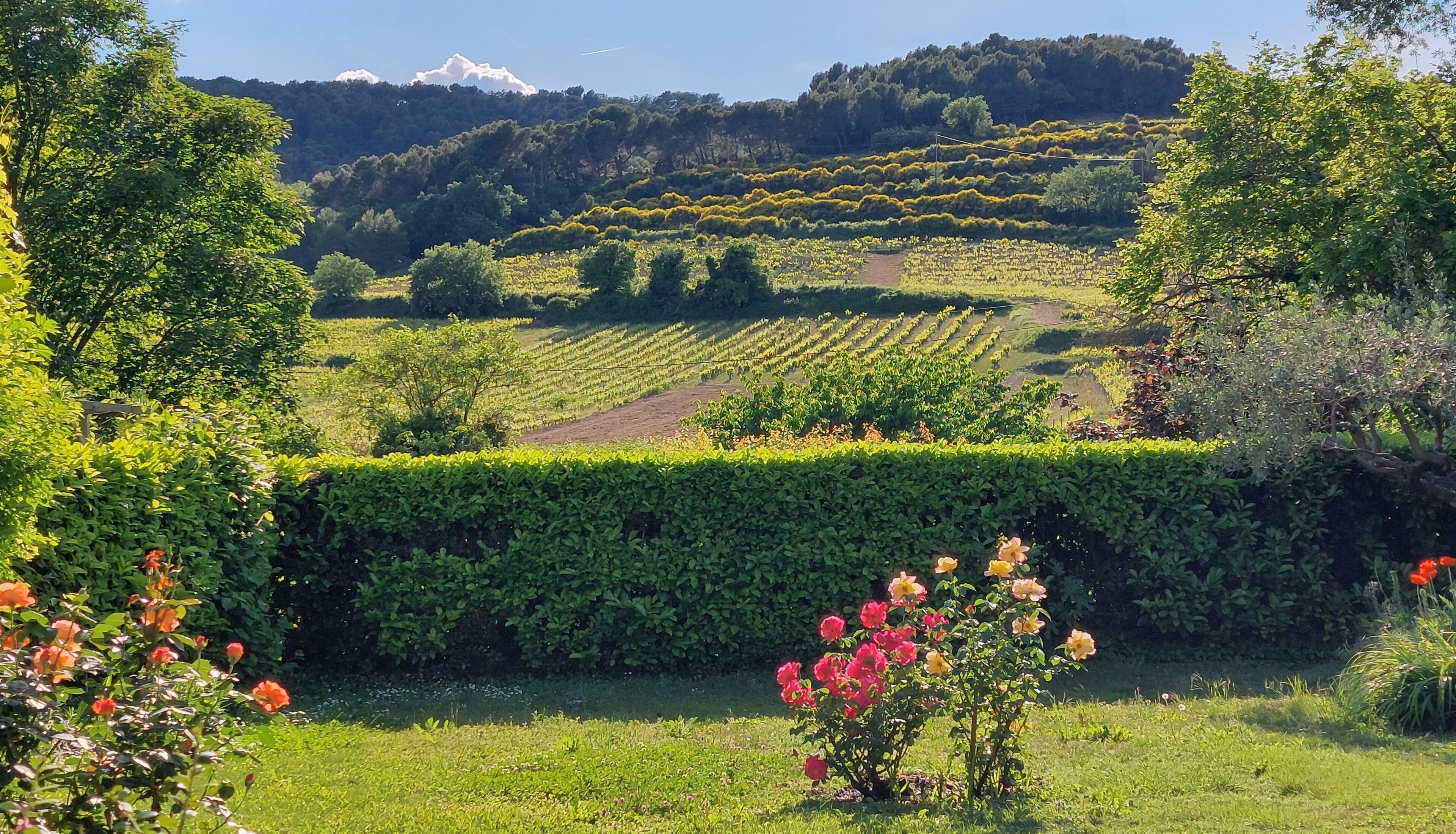 Un vignoble avec des rangées de vignes, une haie et un arbuste en fleurs.