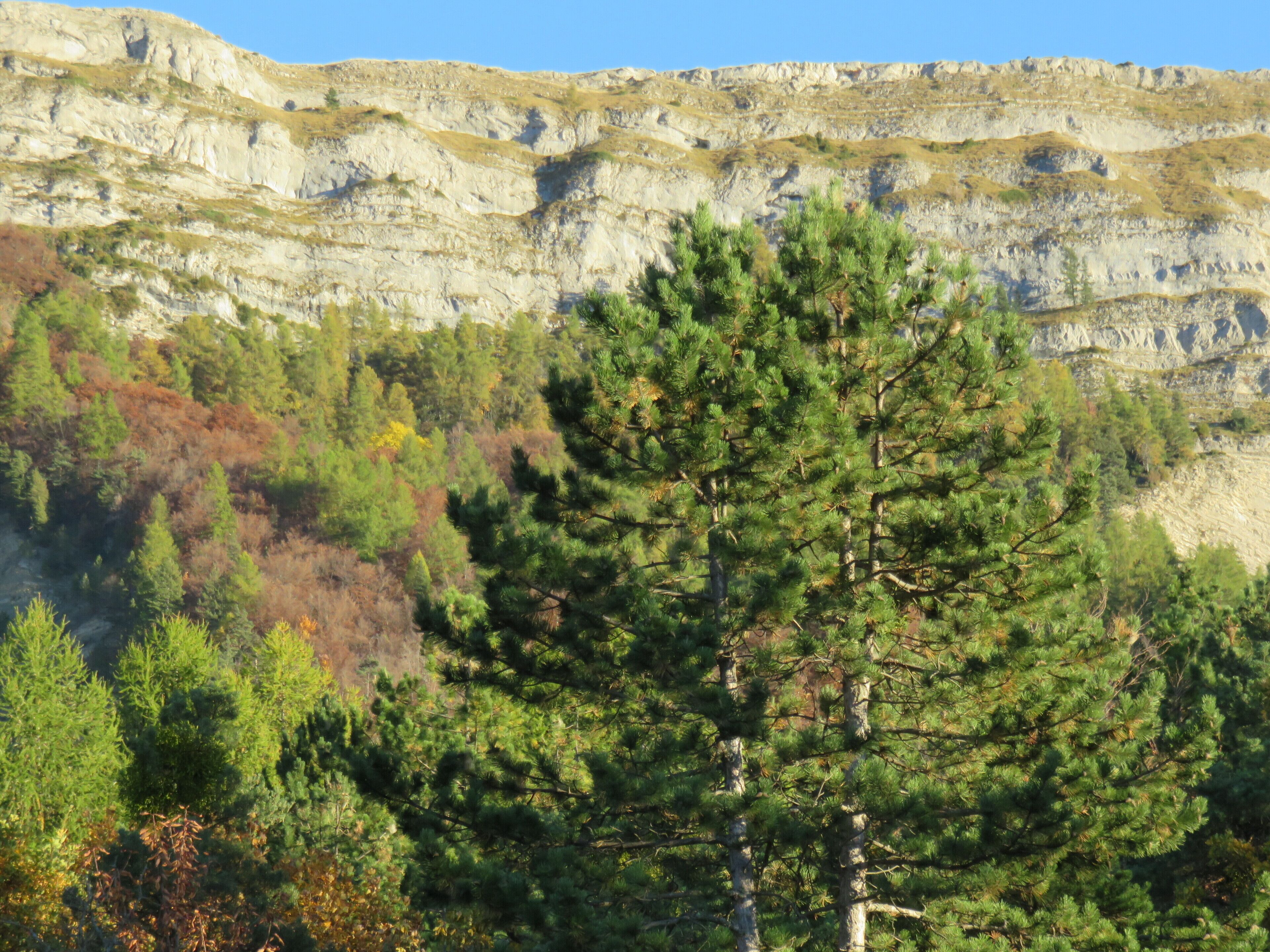 A mountainous landscape with a prominent pine tree in the foreground and a rocky cliff in the background.