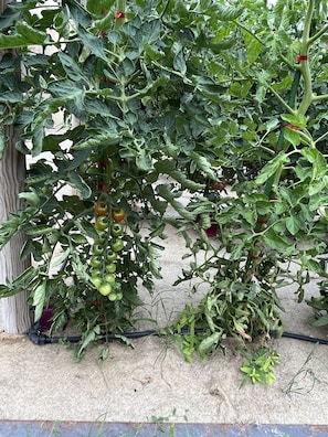 Un giardino con piante di pomodoro e una recinzione in legno.