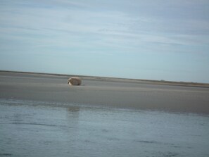 Playa
