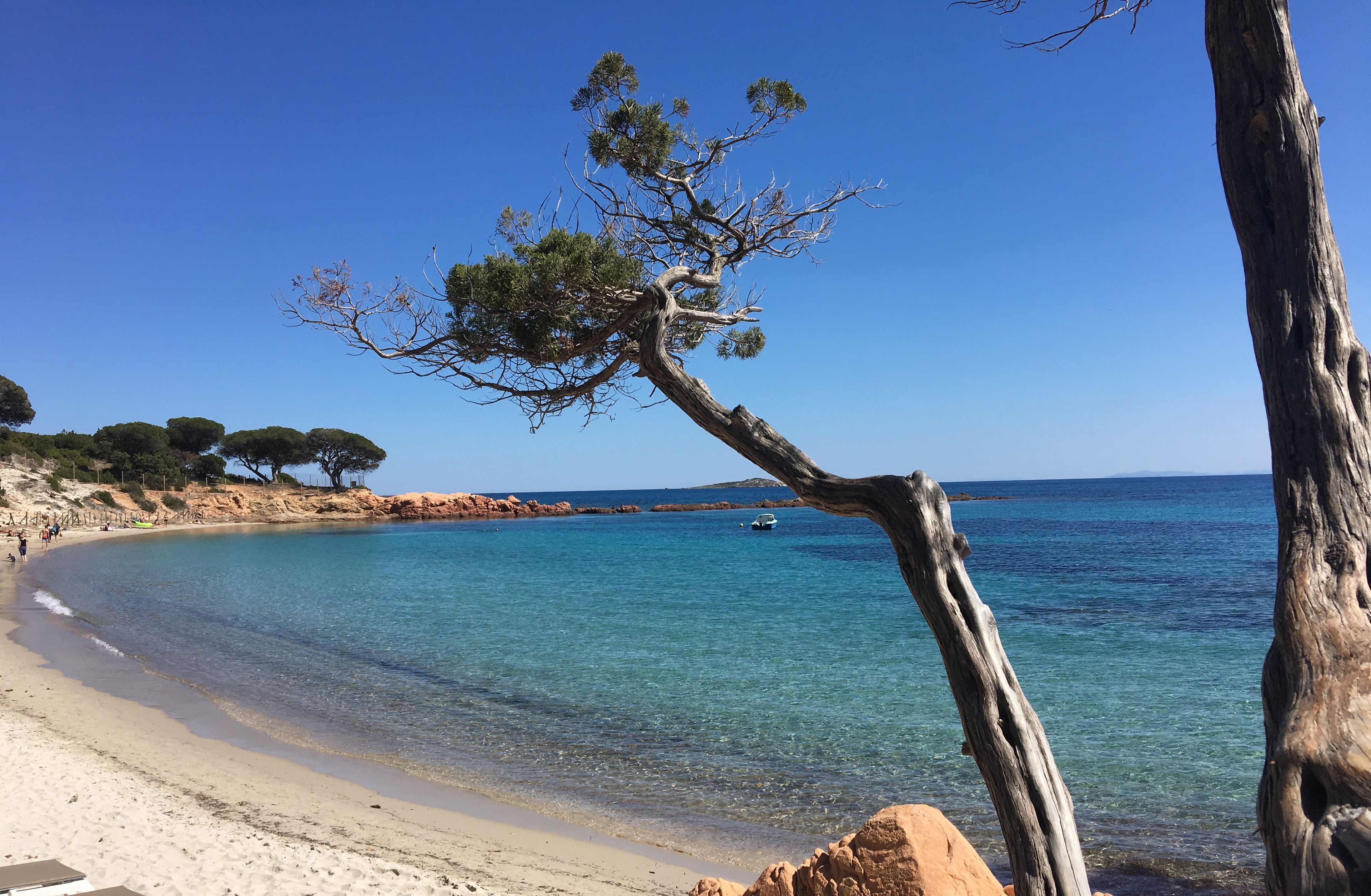 A beach with clear blue water, a sandy shore, and a tree in the foreground.